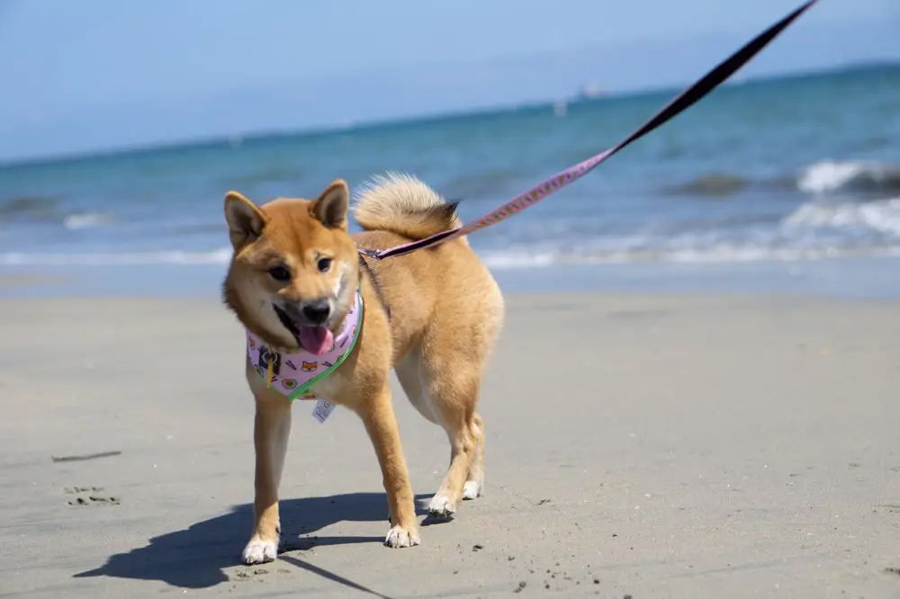 Rosie’s Dog Beach