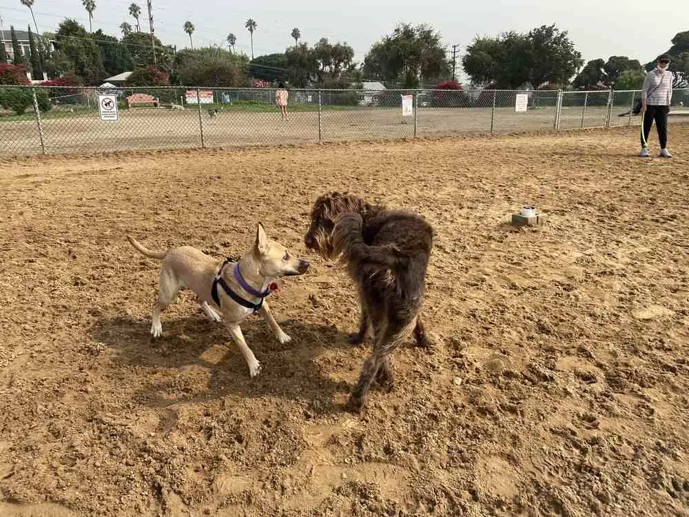 Redondo Beach Dog Park