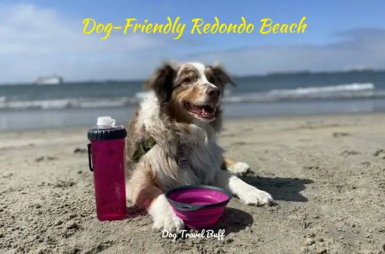 7 Best Things To Do In Dog-Friendly Redondo Beach