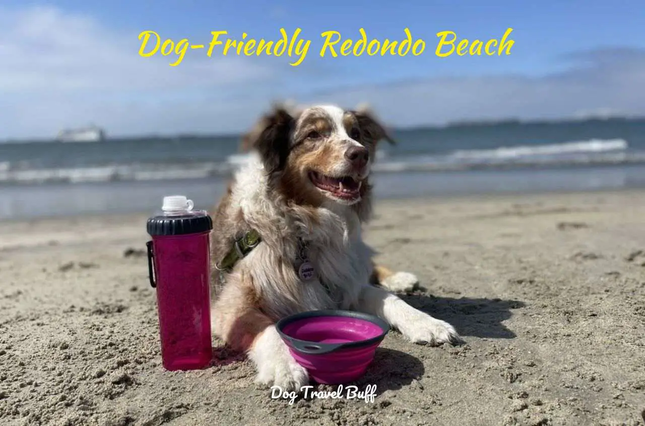 Dog-Friendly Redondo Beach