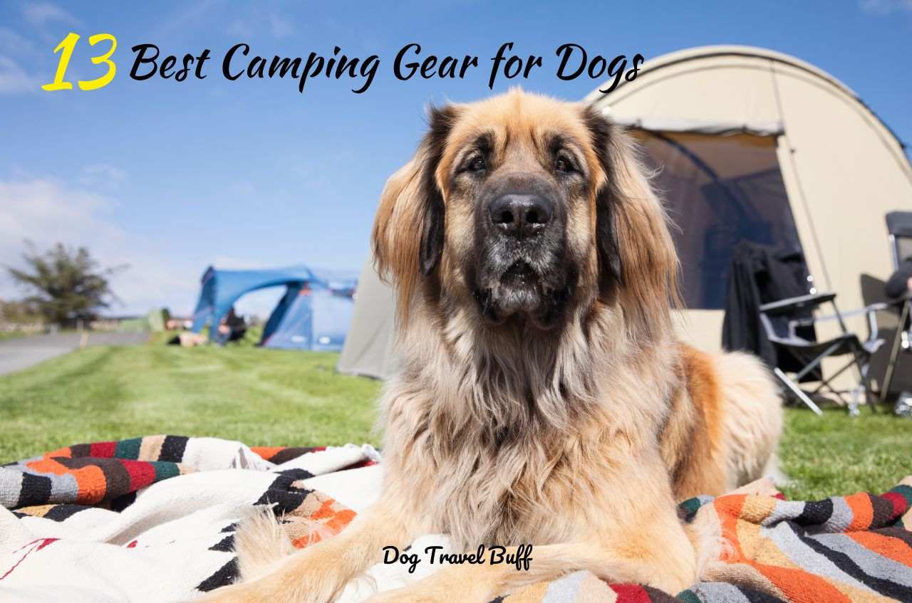 camping gear for dogs