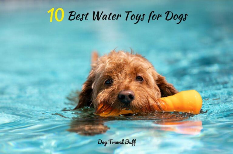 10 Insanely Fun Water Toys For Dogs To Keep Them Cool