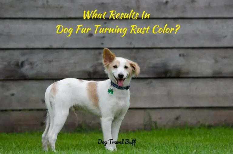 What Results In Dog Fur Turning Rust Color? Easy Solution