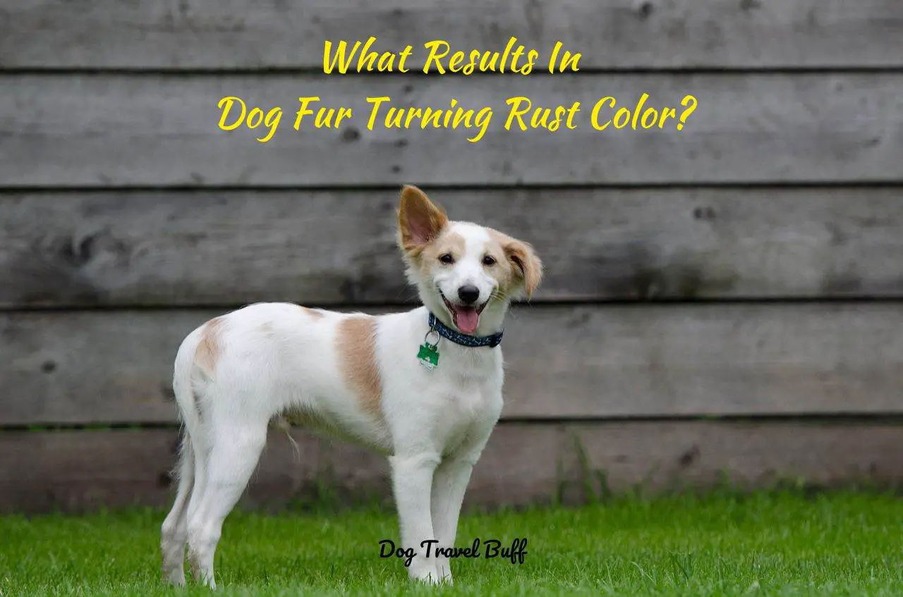 What Results In Dog Fur Turning Rust Color?