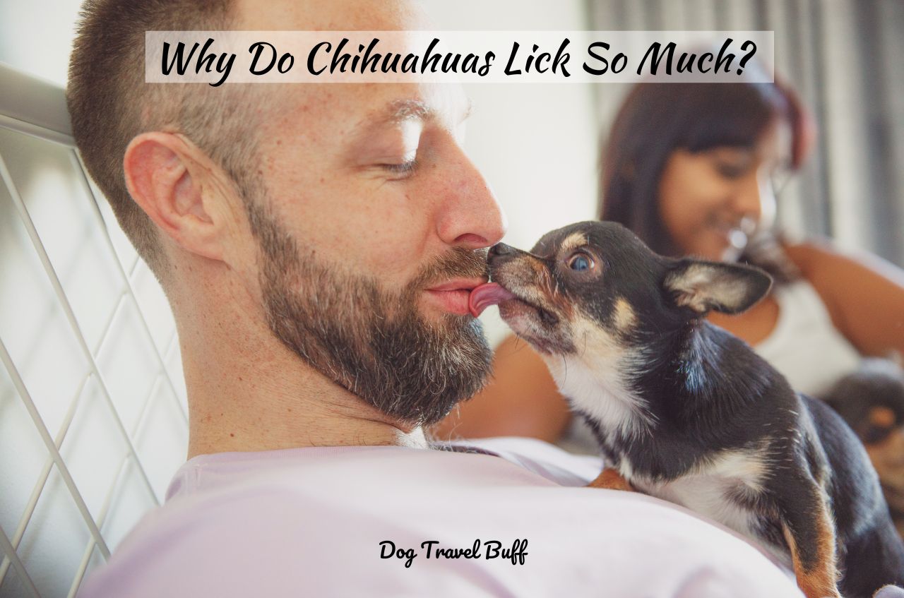 Why Do Chihuahuas Lick So Much?