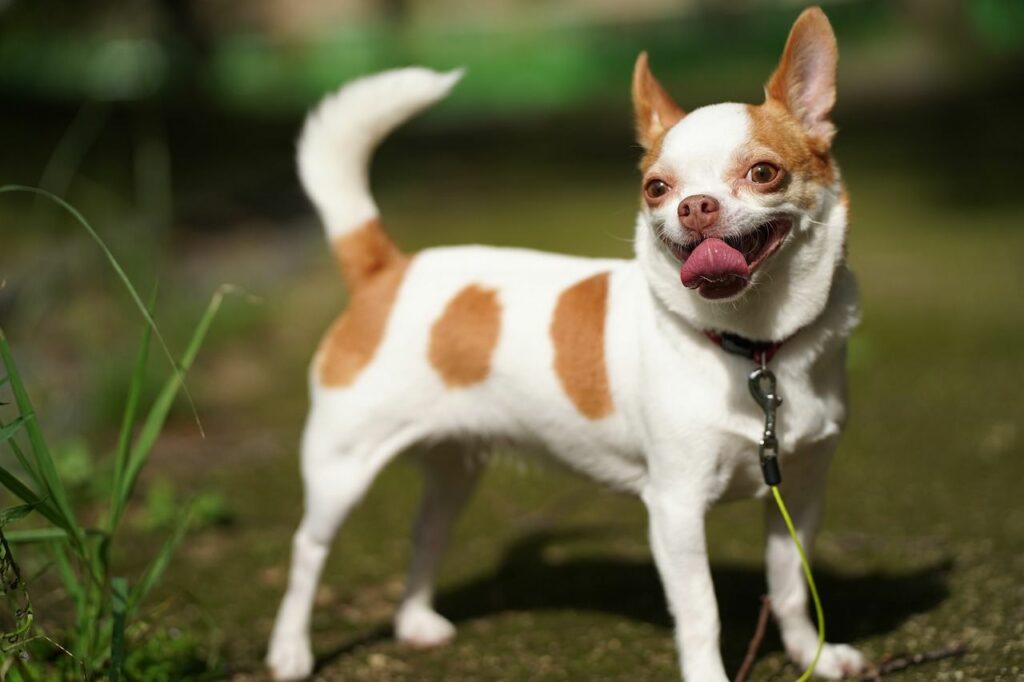 Why Do Chihuahuas Lick So Much?