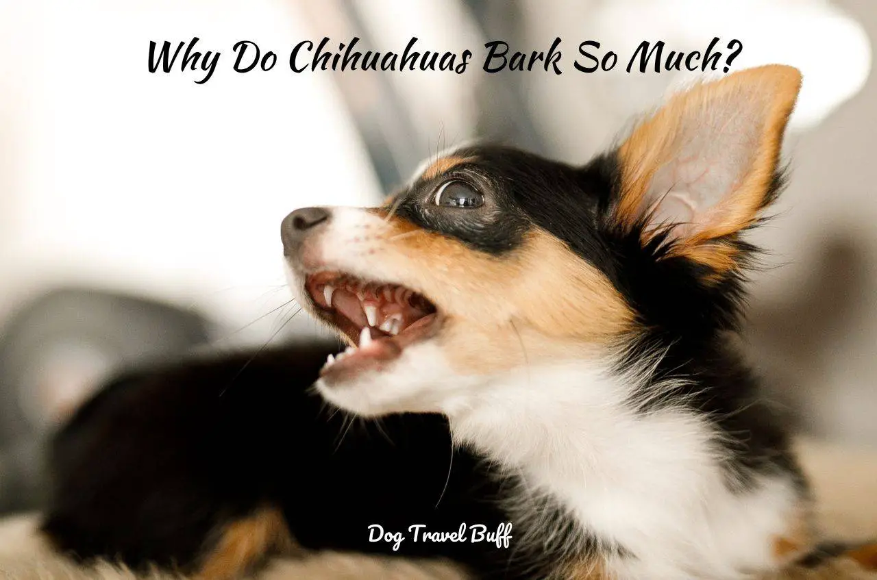 Why Do Chihuahuas Bark So Much
