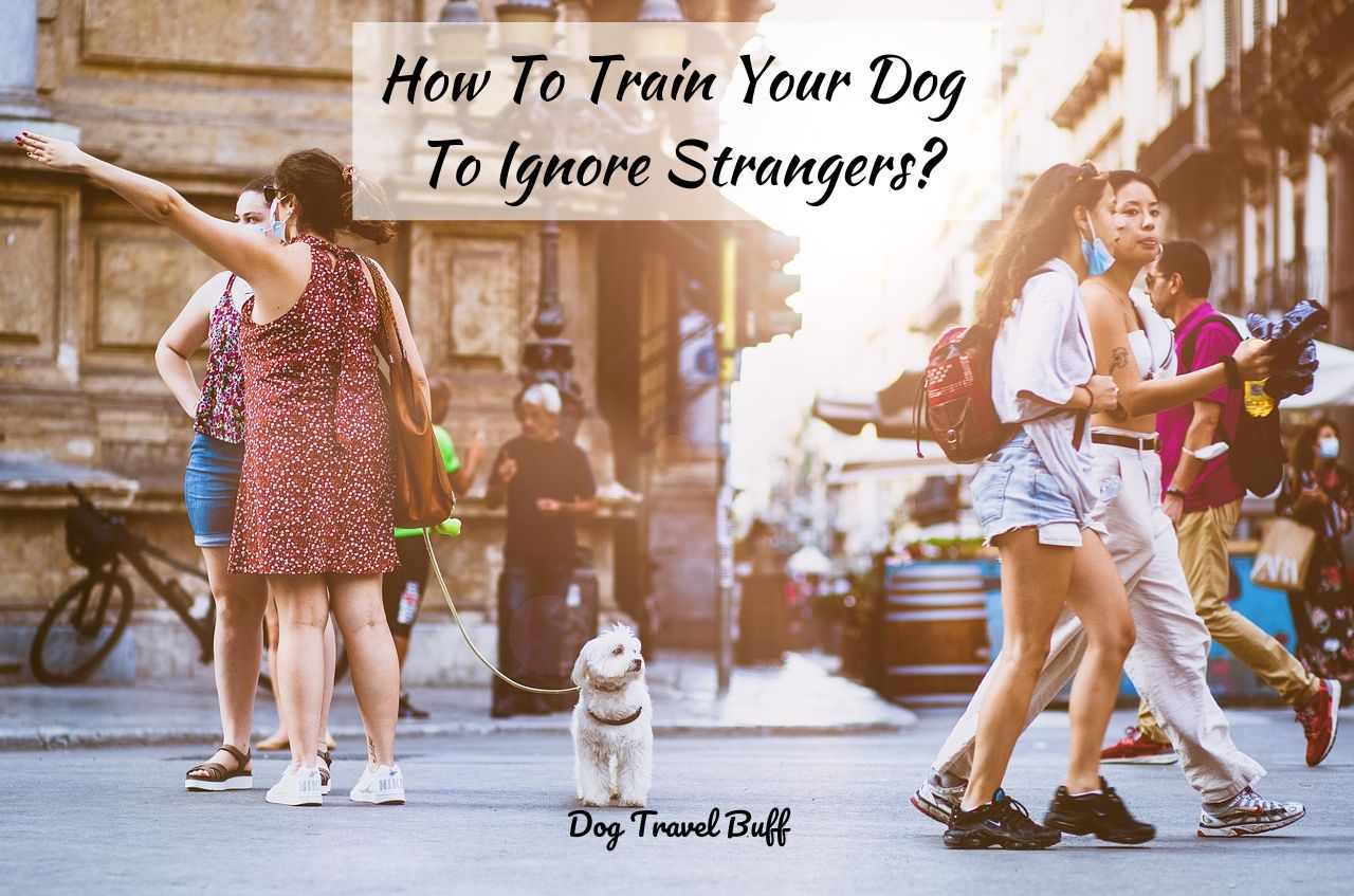 How To Train Your Dog To Ignore Strangers