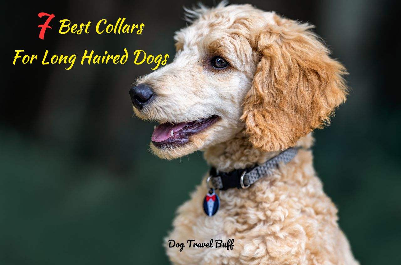 Best Collars for Long Haired Dogs