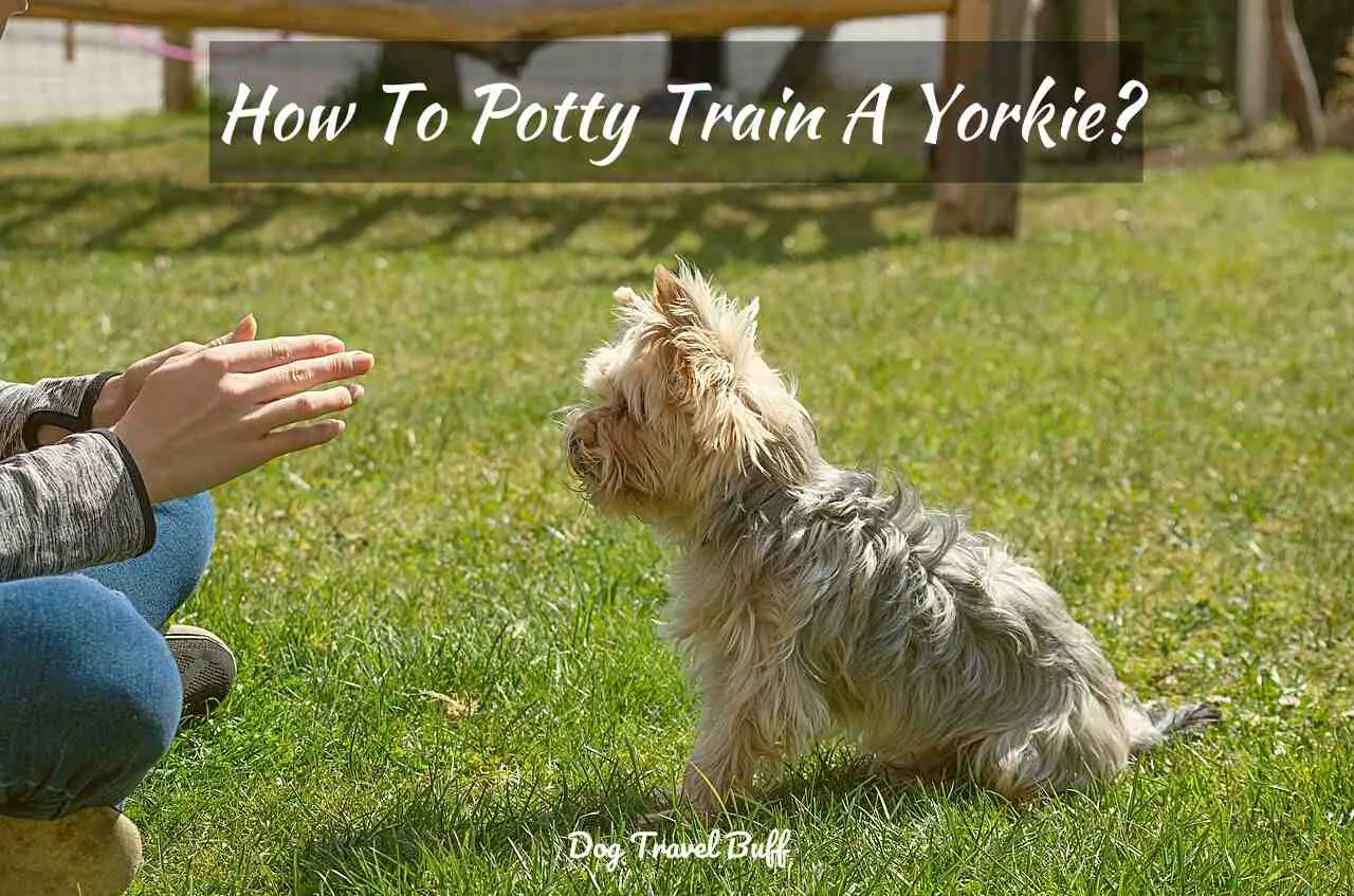 How To Potty Train A Yorkie