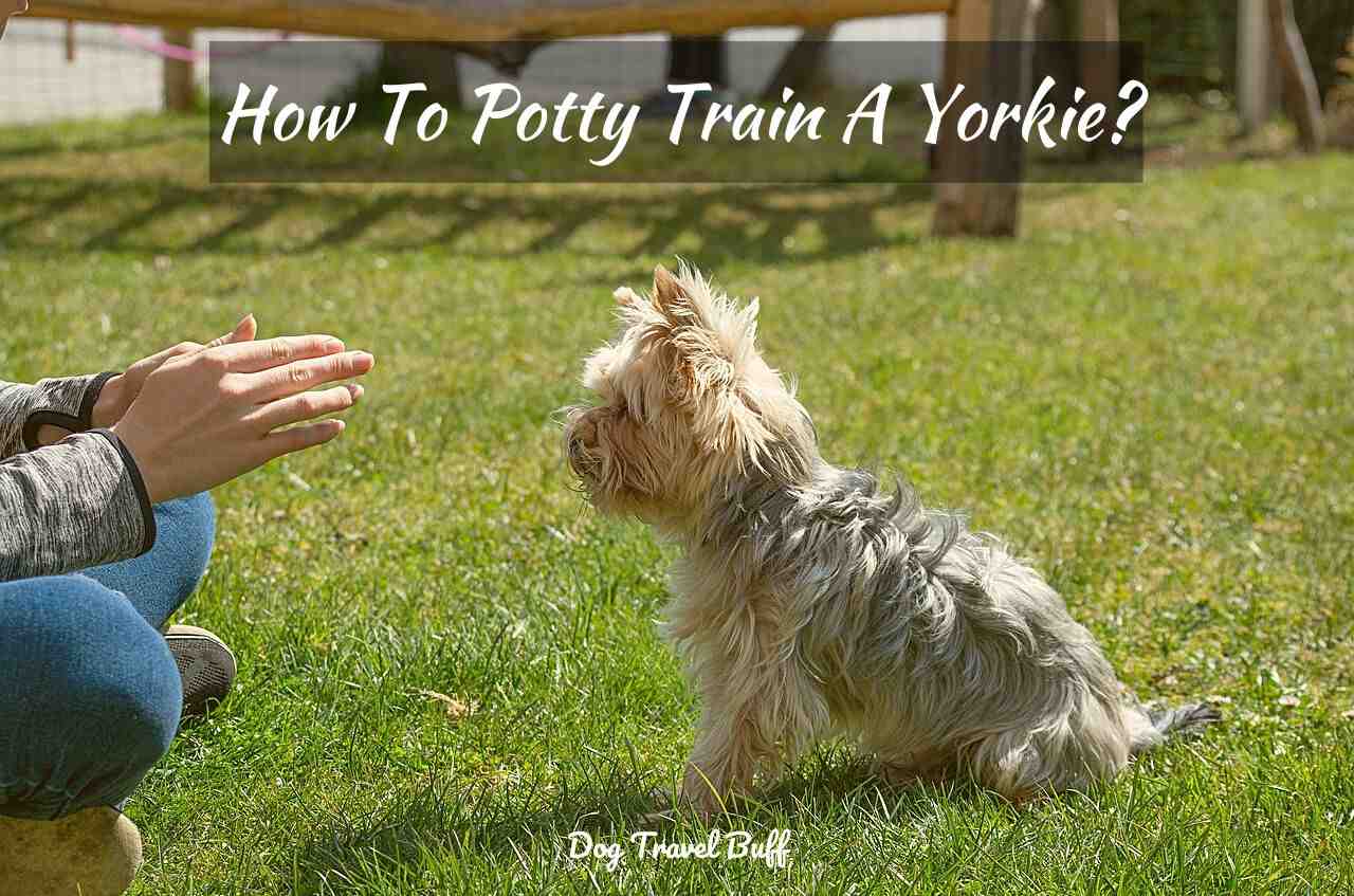 How To Potty Train Dog Reddit