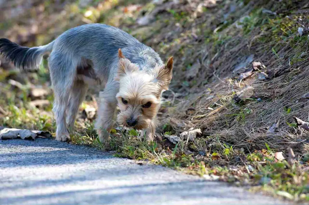 How To hpusebreak A Yorkie