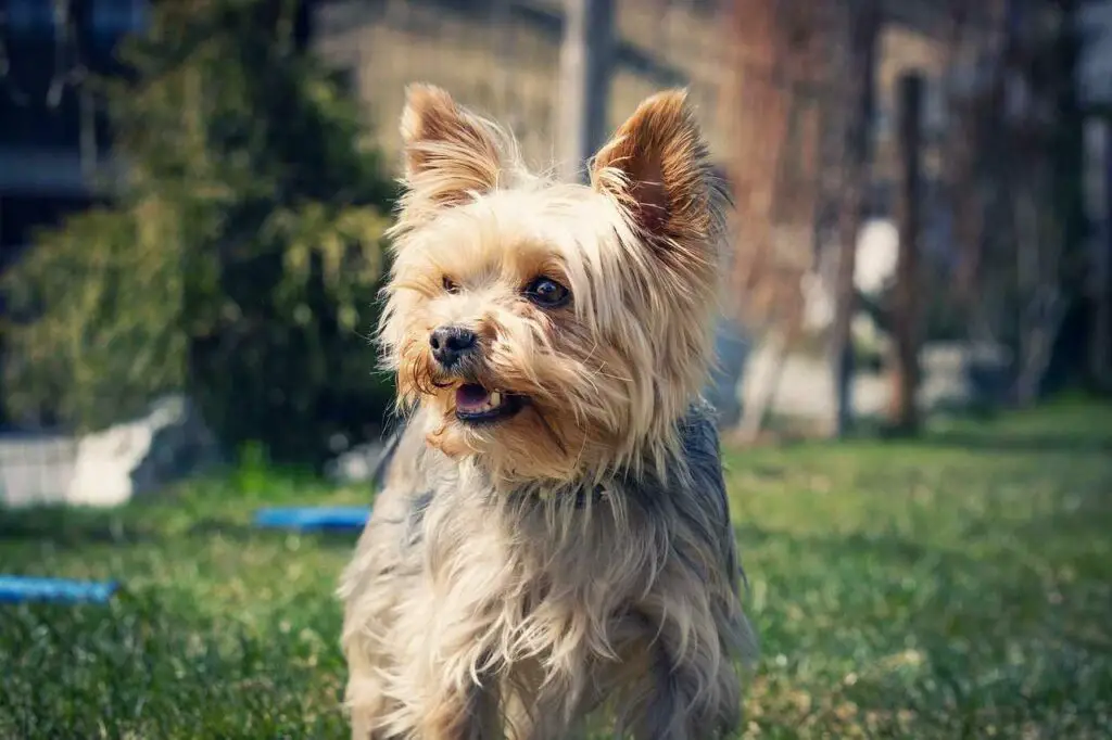 How To Potty Train your Yorkie