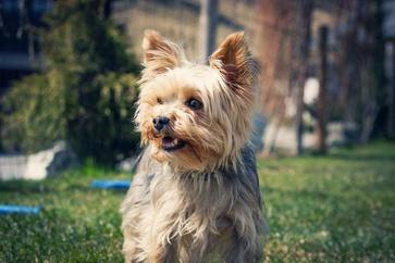 can you crate train a yorkie