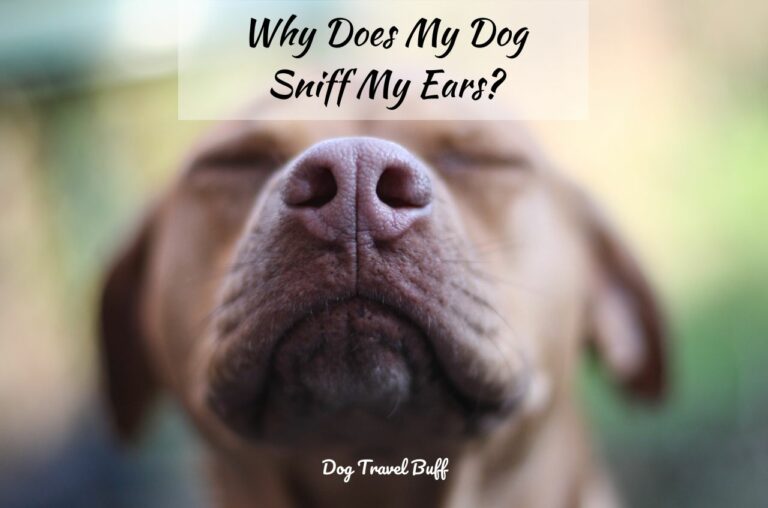 8 Reasons Why My Dog Sniffs My Ears (And How to Stop It)