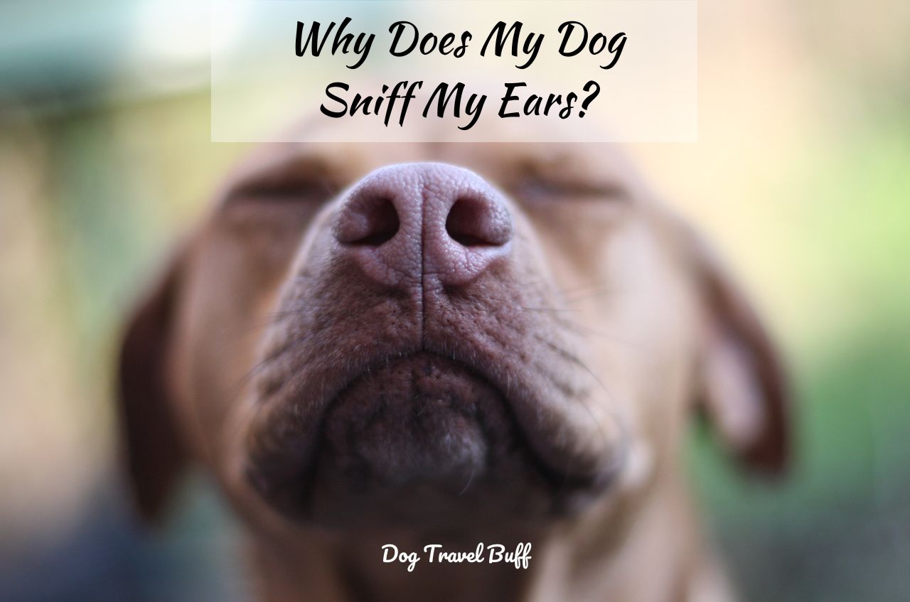 Why my dog sniffs my ears