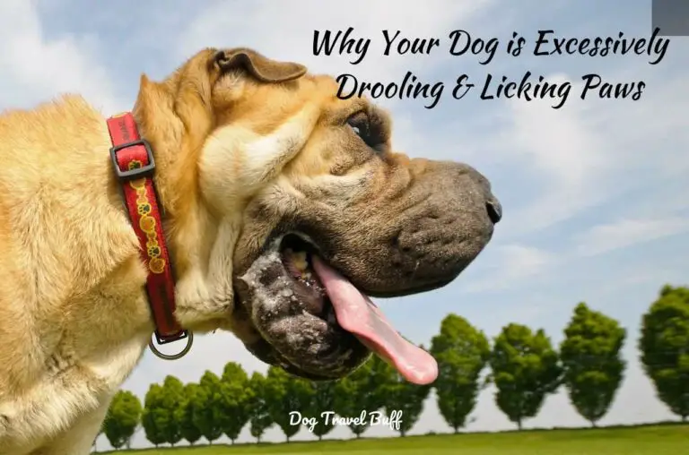 12 Reasons Why Dog is Excessively Drooling and Licking Paws