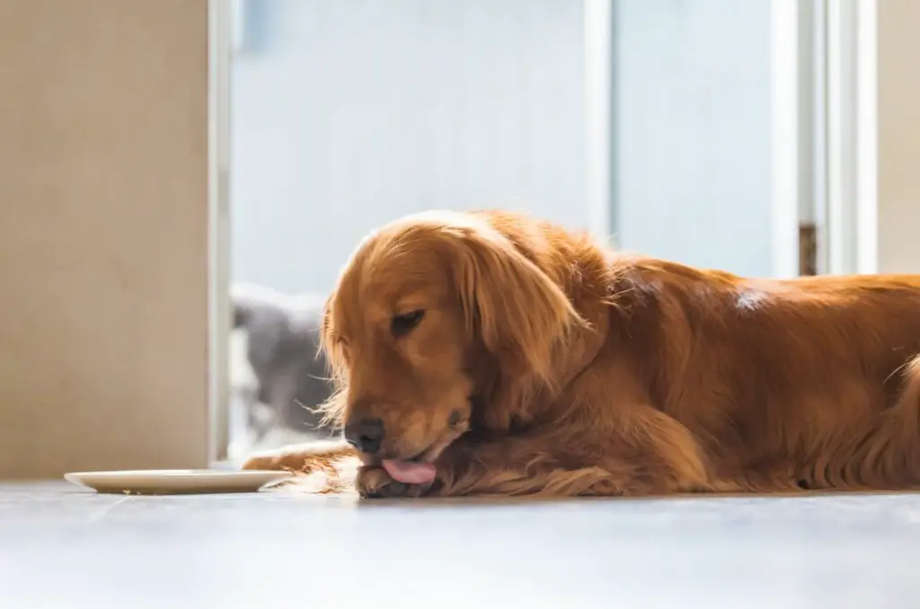 Dog is Excessively Drooling and Licking Paws