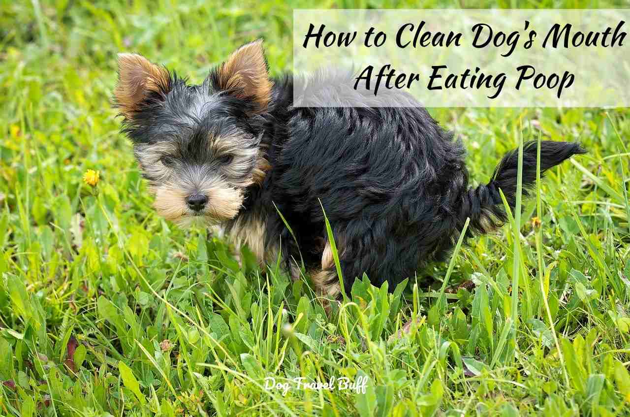 How to Clean Dog's Mouth After Eating Poop