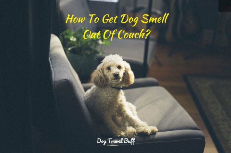 9 Ways How To Get Dog Smell Out Of Couch: Easy And Safe Methods
