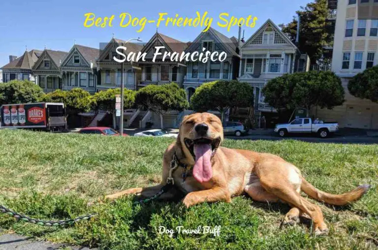20 Best Dog Friendly Places in San Francisco