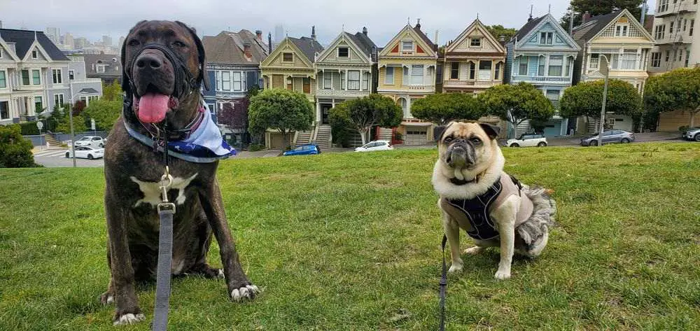 Alamo Square Park