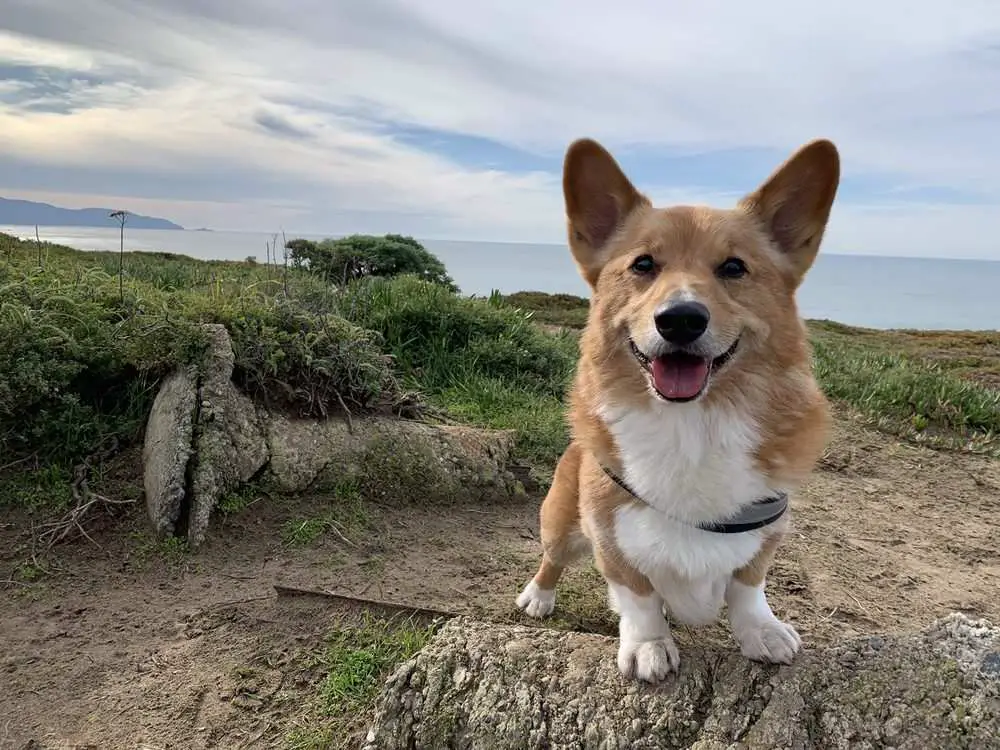 20 Best Dog Friendly Places in San Francisco