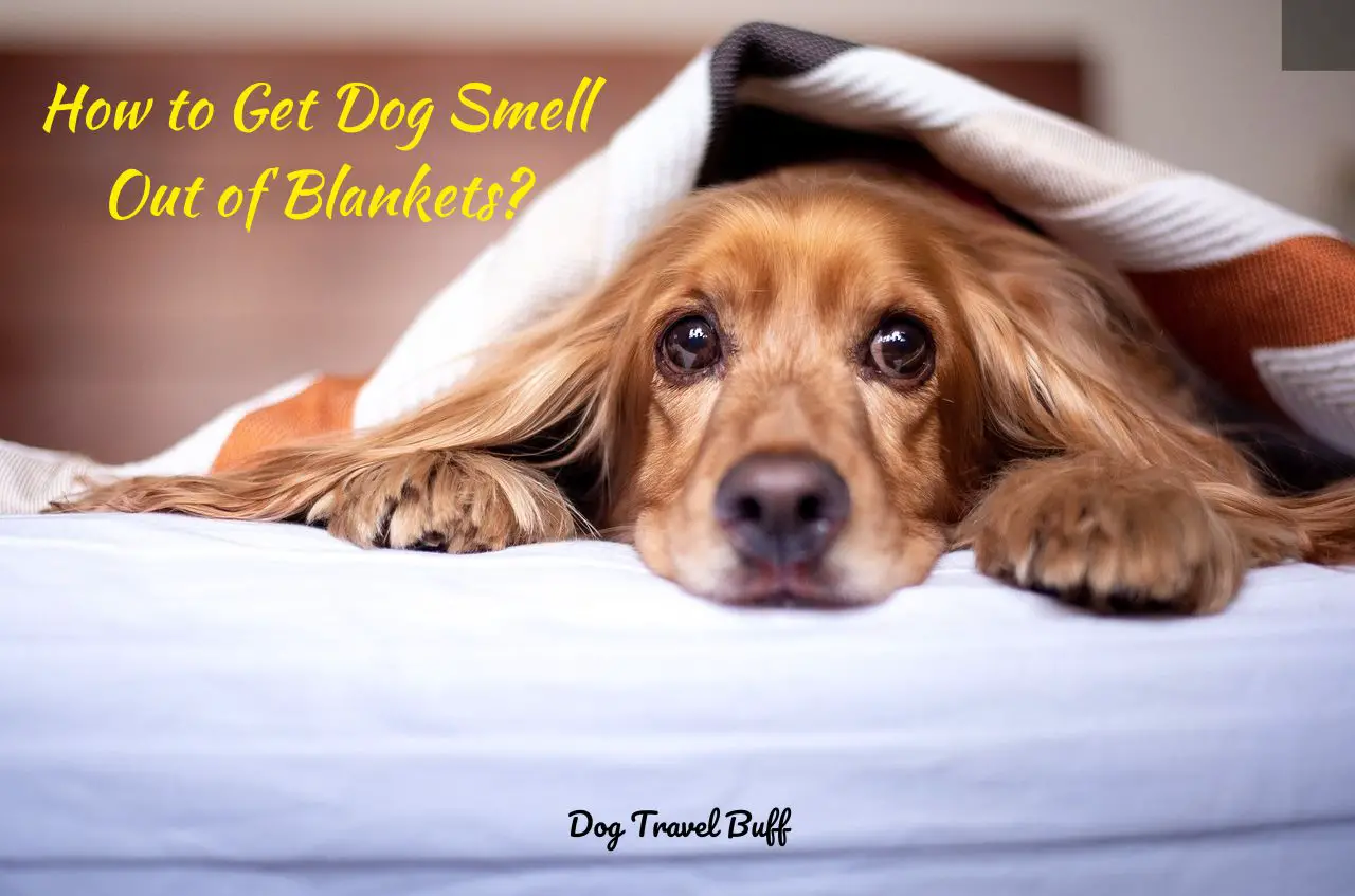 How to Get Dog Smell Out of Blankets