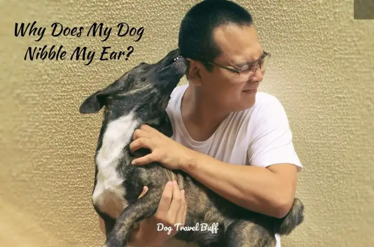 Why Does My Dog Nibble My Ear? How To Stop It?