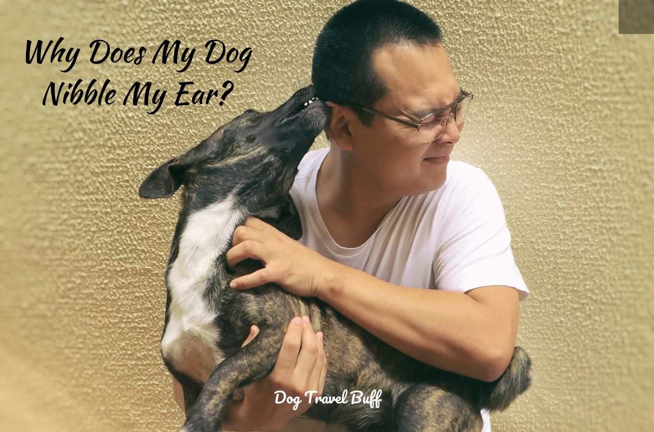 Why Does My Dog Nibble My Ear