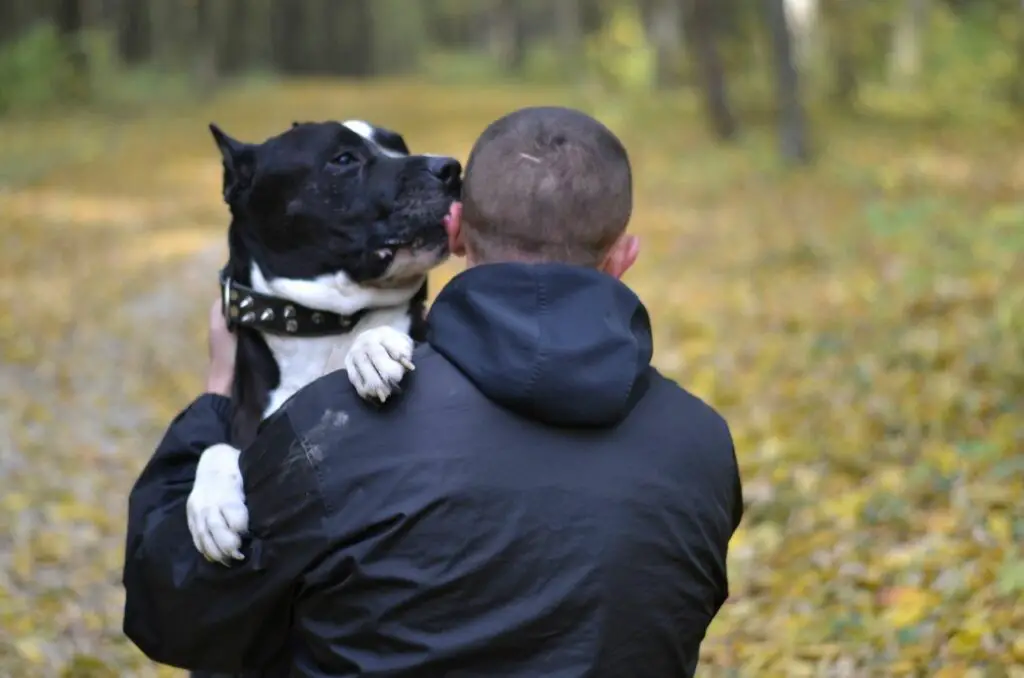 Why Does My Dog Nibble My Ear