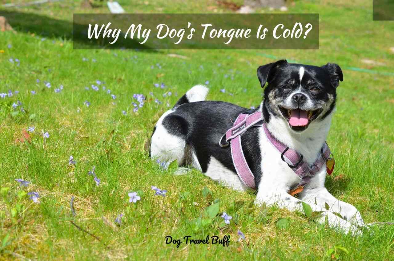 8 Reasons Why My Dog's Tongue Is Cold? What To Do?