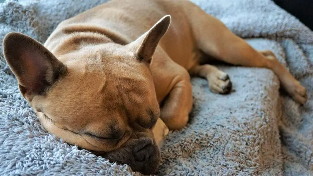 8 Proven Ways How to Get Dog Smell Out of Blankets