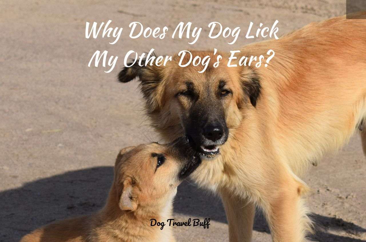 Why Does My Dog Lick My Ears? - SpiritDog Training