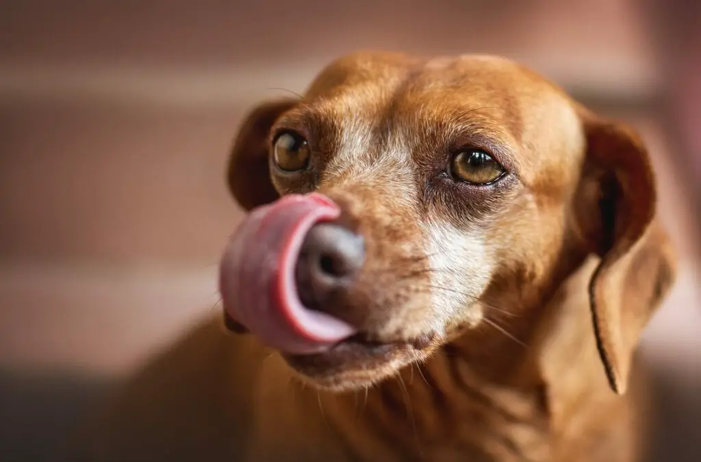 Dog Licks Other Dog's Ears