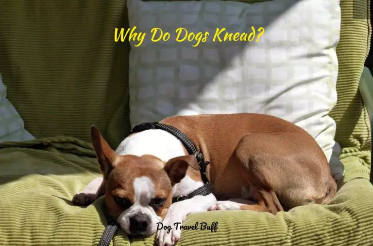 Why Do Dogs Knead? 6 Intriguing Explanations You Can’t Miss!