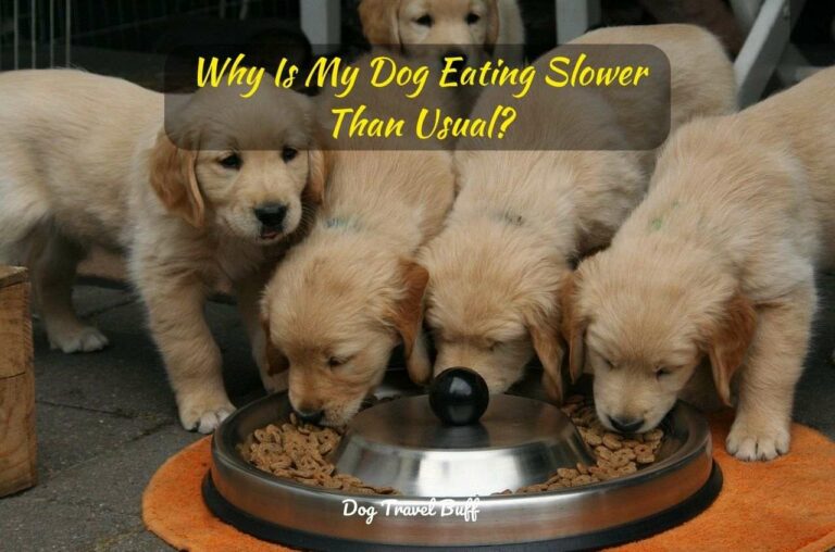 10 Reasons Why Is My Dog Eating Slower Than Usual?