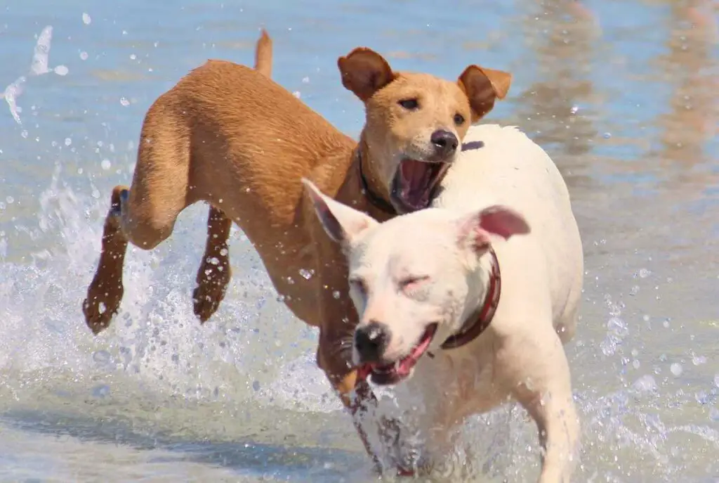 dog bites each others ears