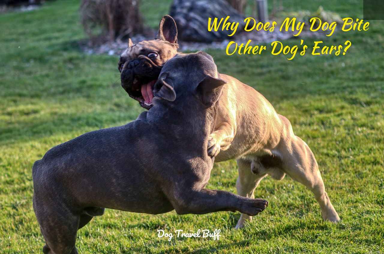 Why Does My Dog Bite Other Dog's Ears: Reasons and Solutions