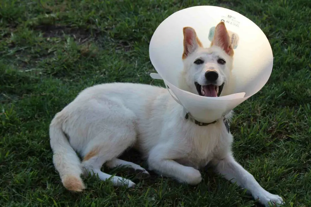 using dog Cone