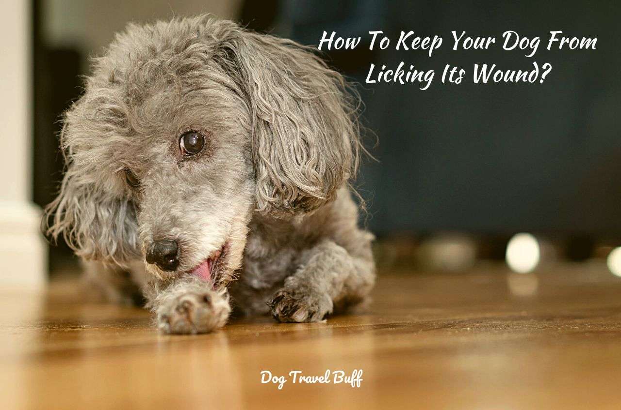 How To Keep Your Dog From Licking Its Wound