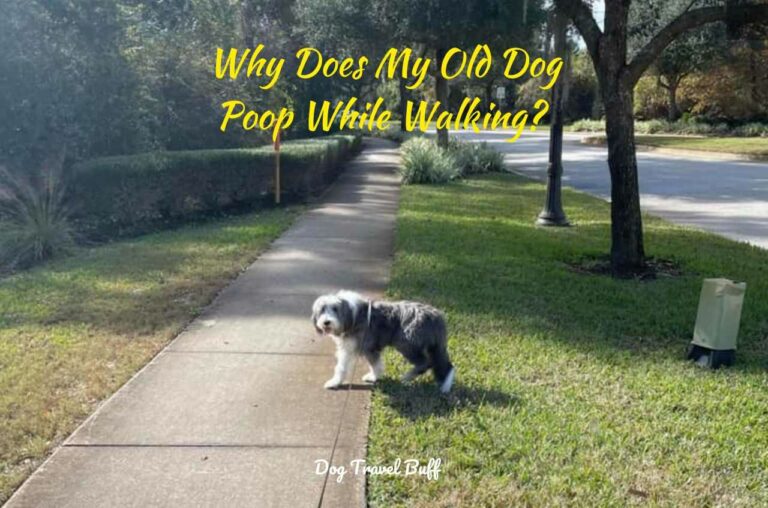 Why Does My Old Dog Poop While Walking? Causes And Solution