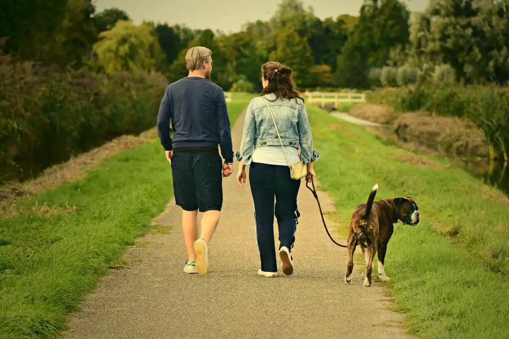 dog poops on walk