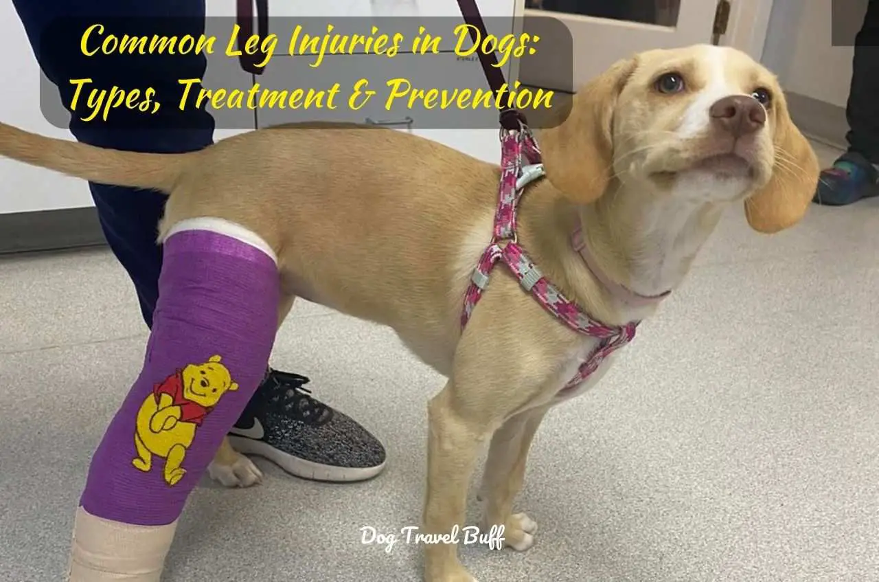 Leg Injuries in Dogs
