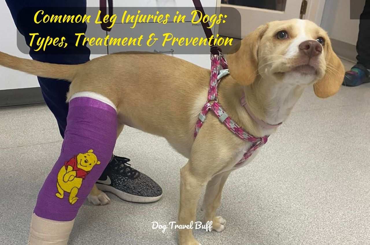 7 Common Leg Injuries In Dogs Types Treatment Prevention