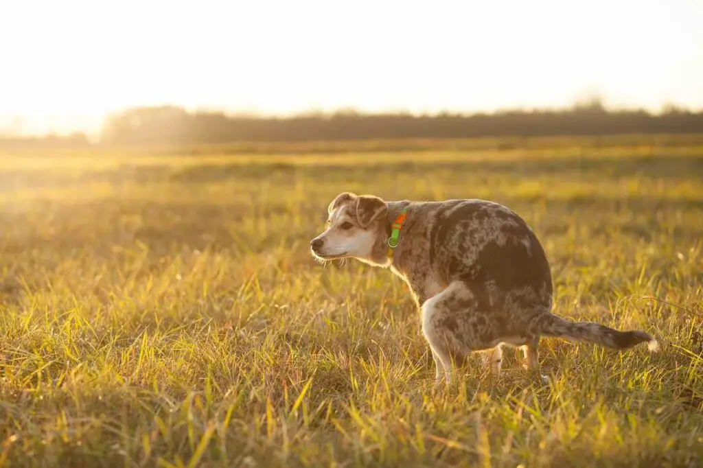 Old Dog Poops While Walking