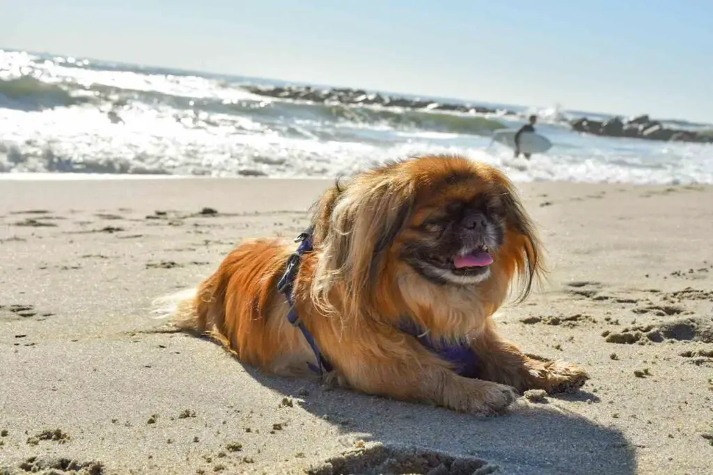 Asbury Park Dog Beach