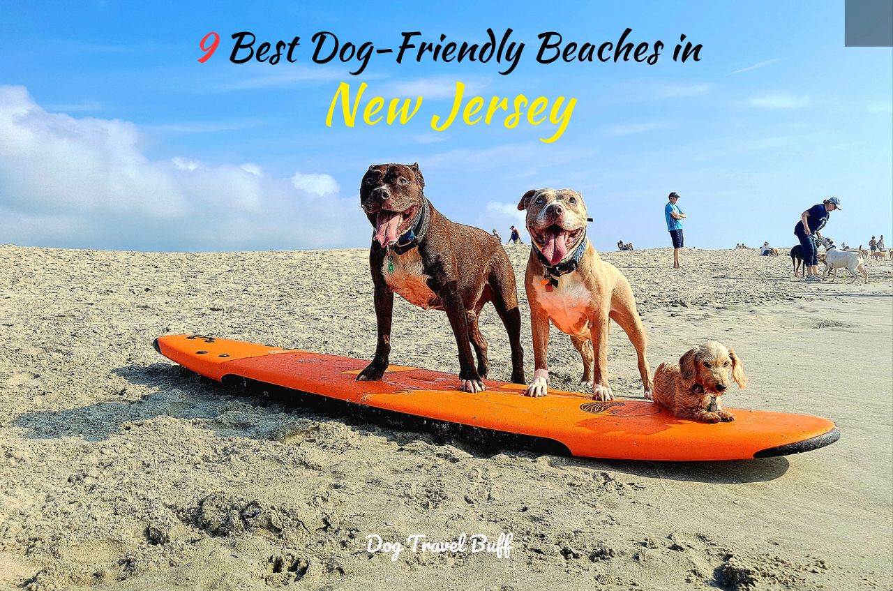 Guide To 9 Best Dog-Friendly Beaches In New Jersey