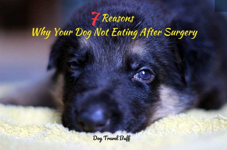 7 Reasons Why Your Dog Not Eating After Surgery: Solutions