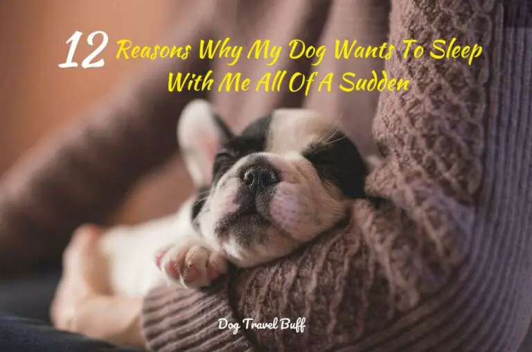 12 Reasons Why My Dog Wants To Sleep With Me All Of A Sudden